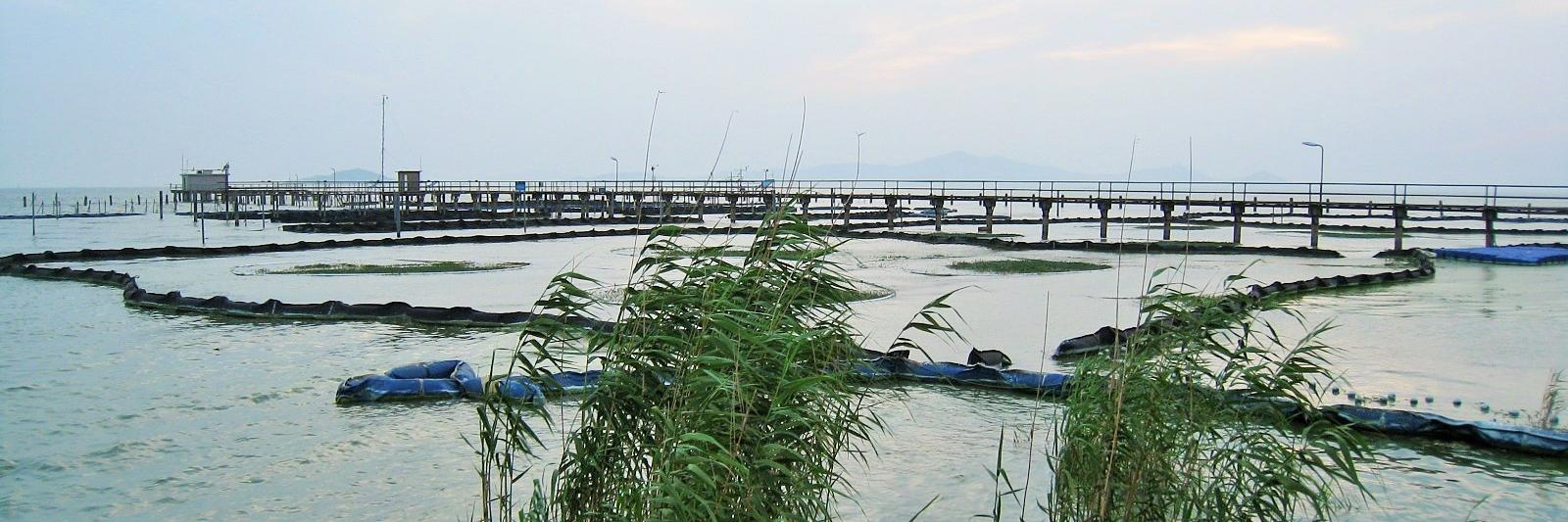 Alexandria Hounshell banner