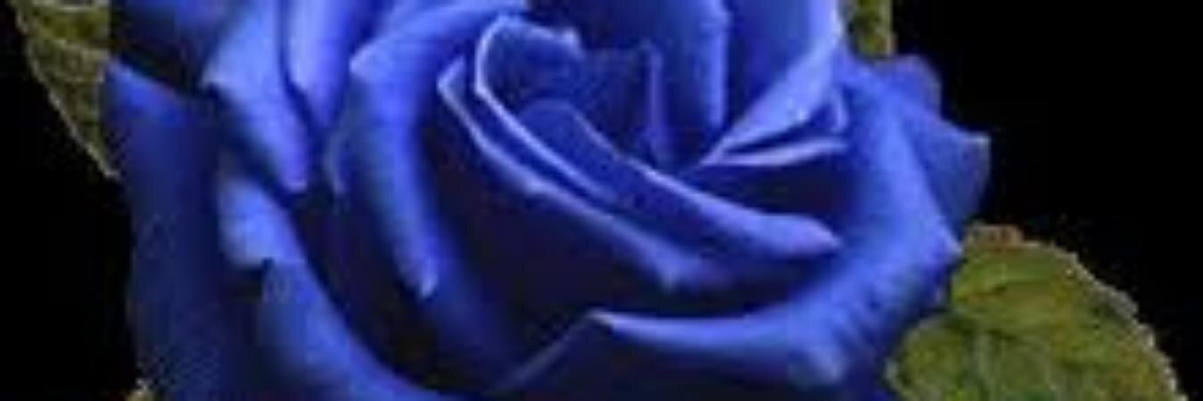 ezia banner