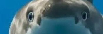 g banner