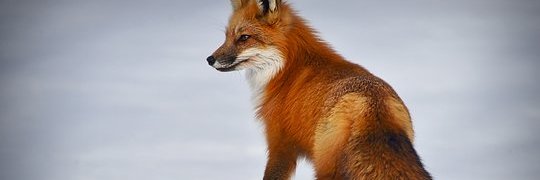 ZebulonLin88565's profile banner image
