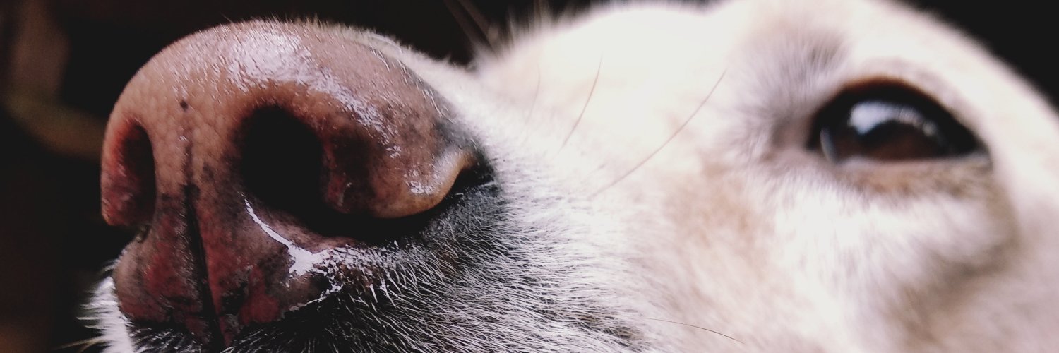 petmovers's profile banner image