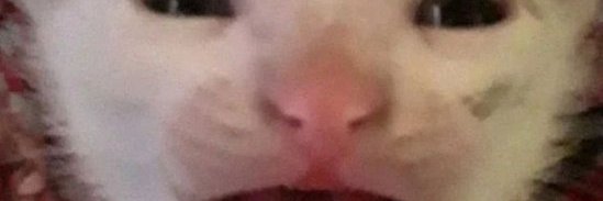 Funny_Catlover123 banner