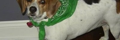 🇻🇦👼🦸‍♀️mydogwasnamed@frTVcharacter🤰👶👶👶 banner