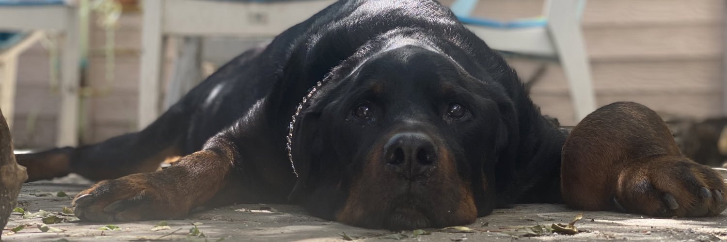 Troy Vom Heidenblut 🌈💔🐾 banner