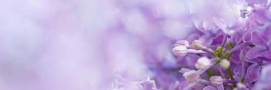 lembahbunga's profile banner image