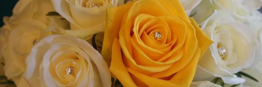 LauraCSavo's profile banner image