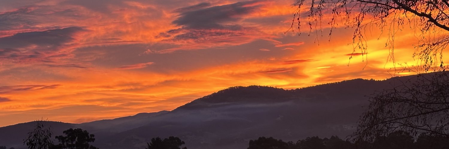 🇦🇺Archie 🐜 banner