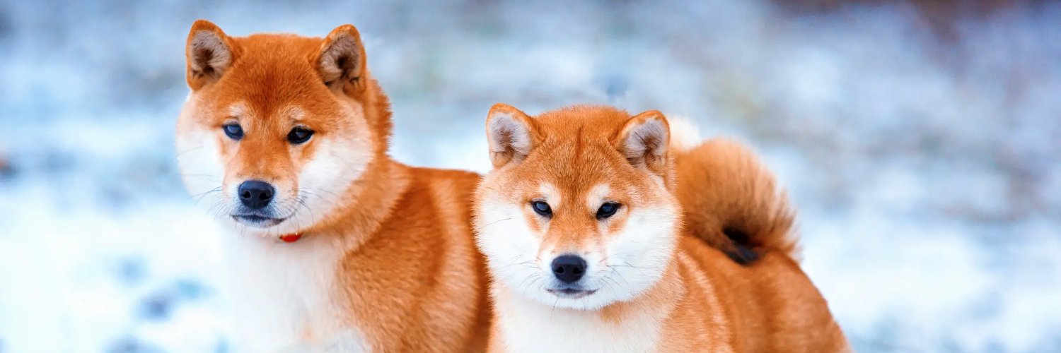 shibcointurkey's profile banner image