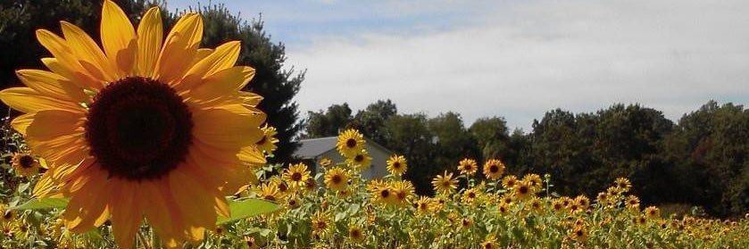 Jennifer Jacobs 🌻 banner