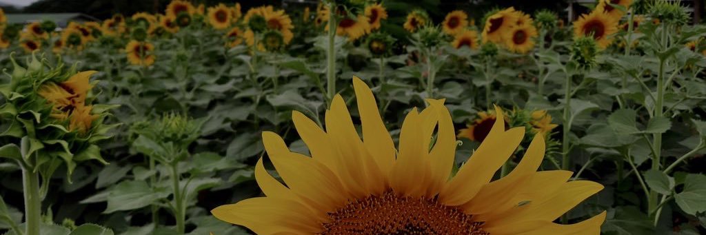 tsukikub_'s profile banner image