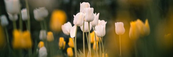 NatureAilyn Profile Banner