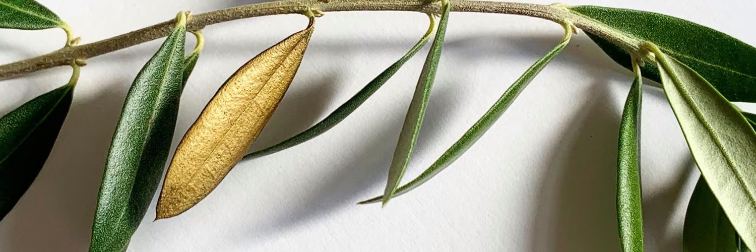 VIV_G's profile banner image