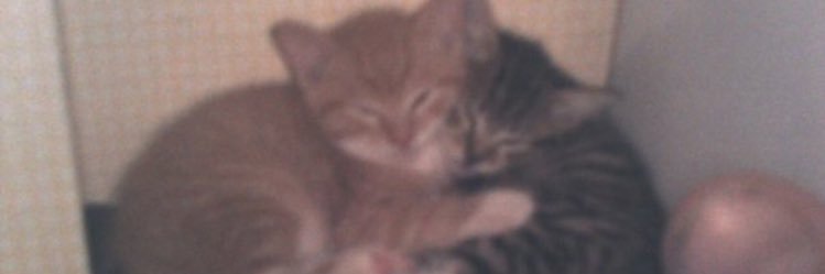 EmilyyAshdown's profile banner image