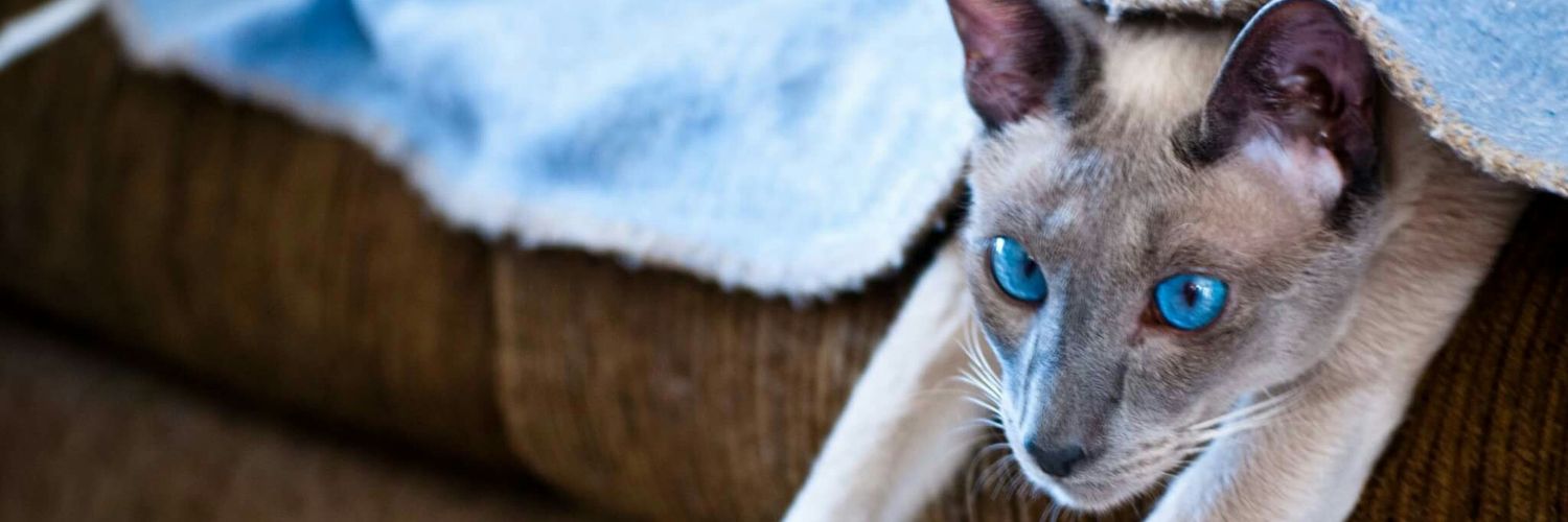 JulDunham's profile banner image