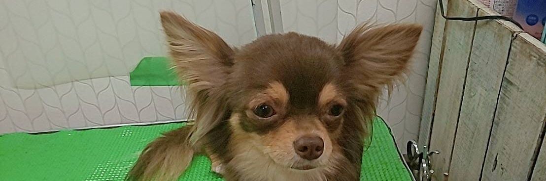 しぃ🐕 ͗ ͗の犬とグルメ情報(２) banner