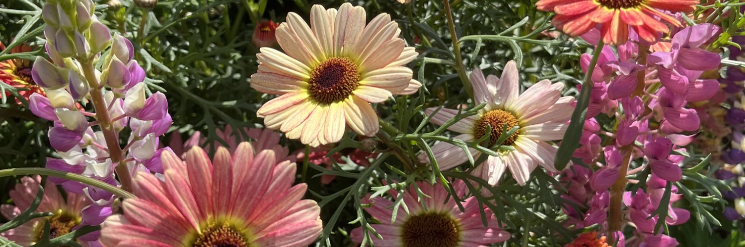 ほにほに📍韓国在住 banner