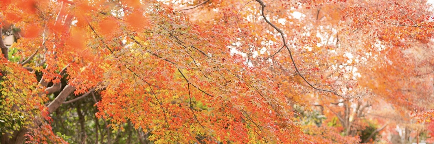 satsuki_05's profile banner image