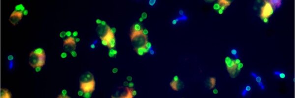 BritSocMedMyc Profile Banner