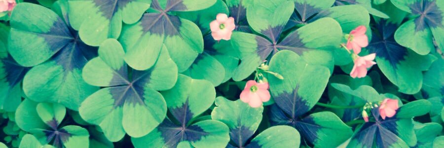 BiancaPranger's profile banner image