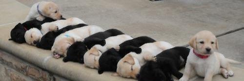 Jake_the_dogs's profile banner image