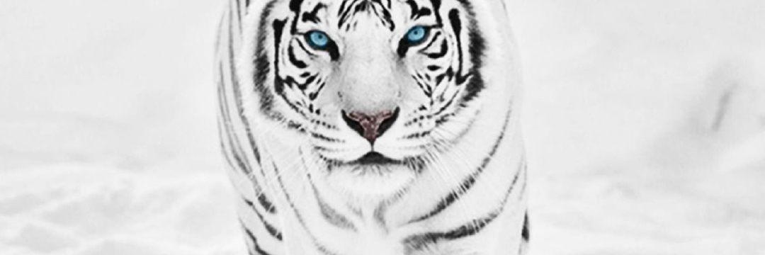 marcellomasci6d's profile banner image