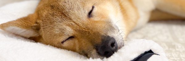 alimohebxx Profile Banner