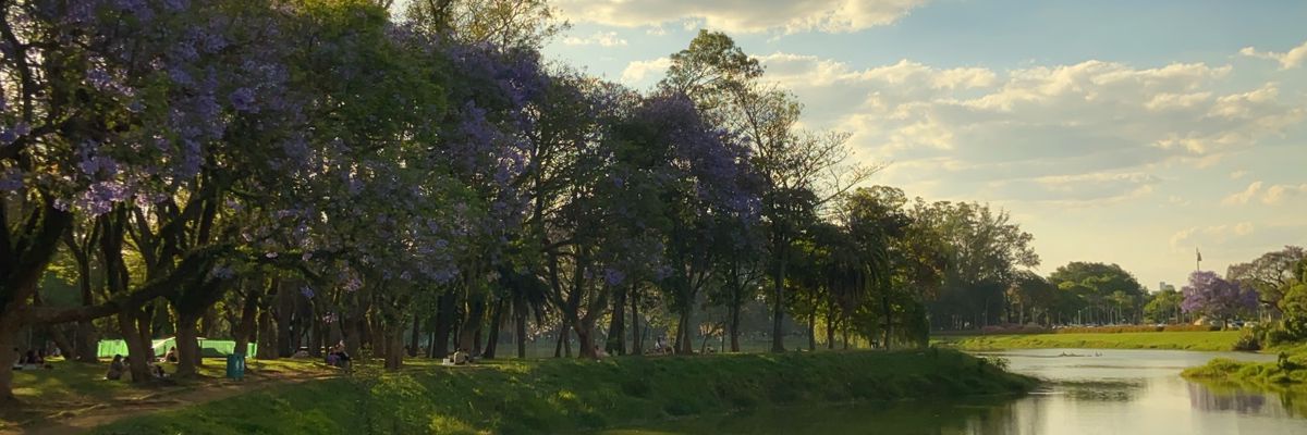 mica do rio banner