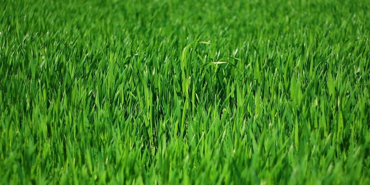 i_kurik's profile banner image