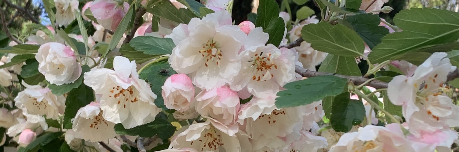Ding Dong Di🇺🇦standing with Zelensky banner