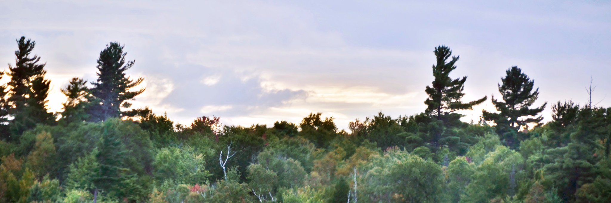 WorkingForest's profile banner image
