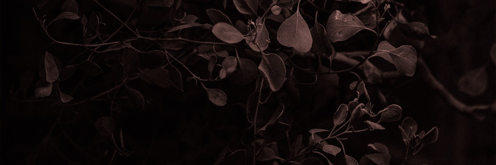 miiks's profile banner image