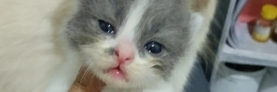 Daningrumm's profile banner image