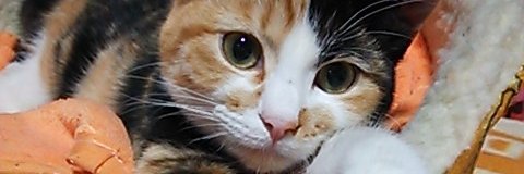 sugar0201's profile banner image