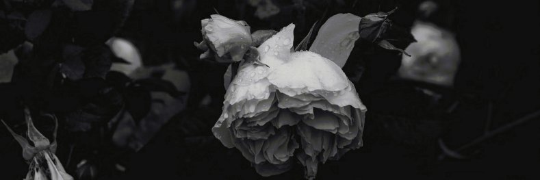 Jayliah &Prather banner