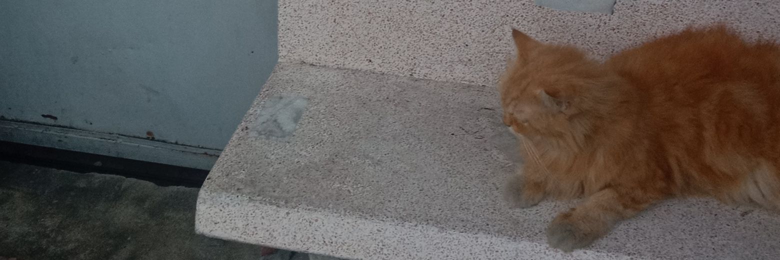 น้องหยอย banner