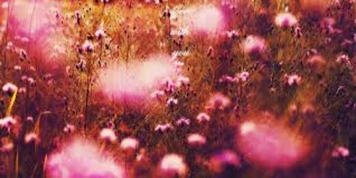 courtsley's profile banner image