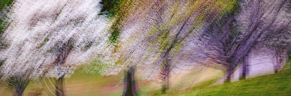 Ron McKitrick 🥶🦚 War 🦅 Go 🐅❄️ banner