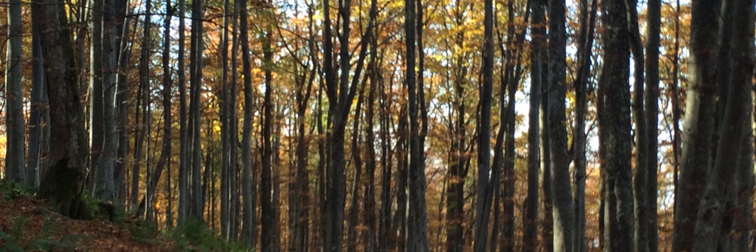 MojcaNovakM's profile banner image