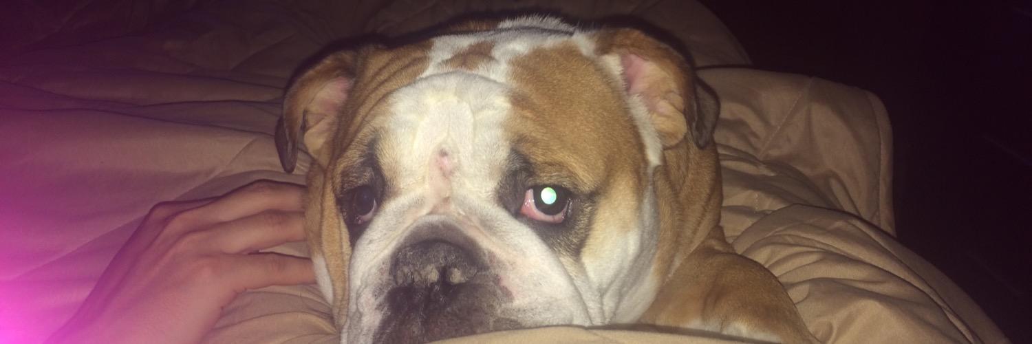 Maye_Ruggiero's profile banner image