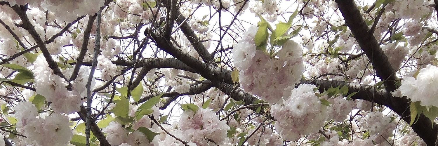 snowrinrin's profile banner image