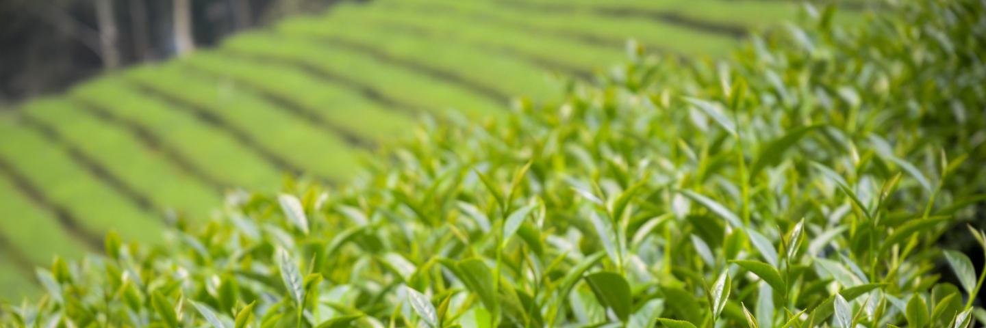 terroirtea's profile banner image