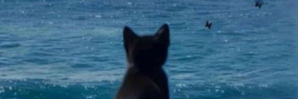 helshitter Profile Banner