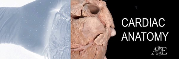 cardiac_anatomy Profile Banner