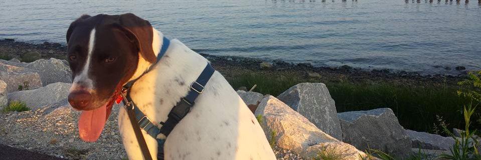 mivadiva's profile banner image