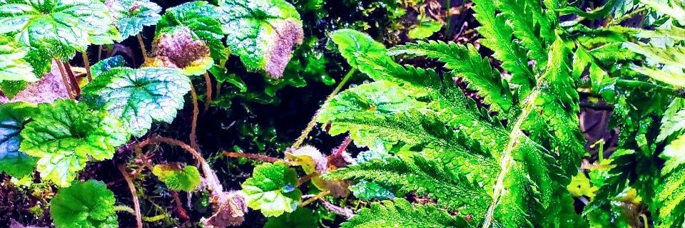 Chache_sama's profile banner image