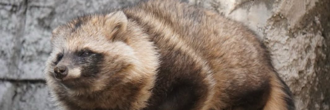 \frac{1 + \sqrt{5}}{2} banner