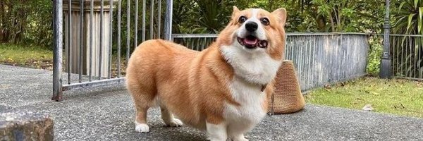 corgi_lover4 Profile Banner