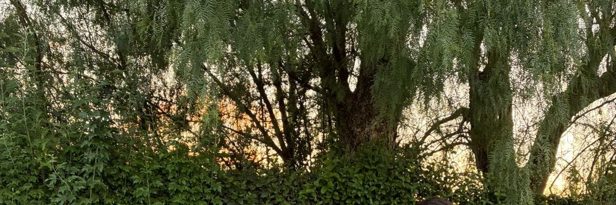 simon_barroo's profile banner image