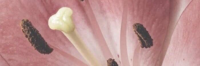skeeterlex's profile banner image