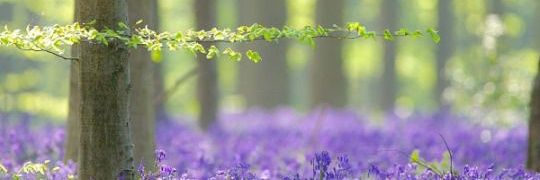 violetviolet's banner